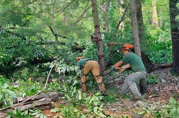 Best Seasonal Cleanup (Spring/Fall)  in USA